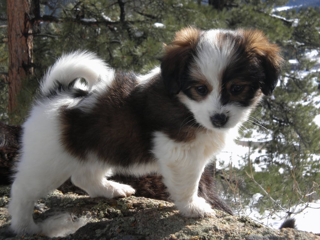 tri-color puppy seven weeks old