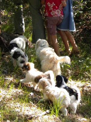 Hiking with the puppies from our 2010 litter and Kumba.
