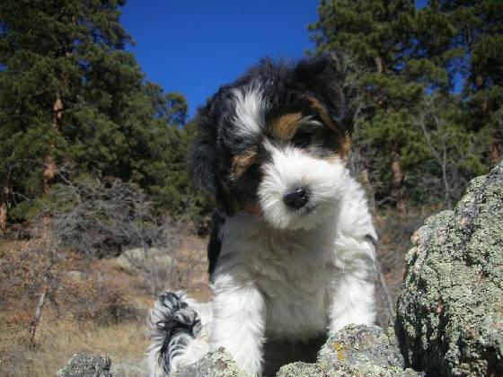 Jonny C - From Kumba's 2009 litter - Tall Coton now in South Carolina