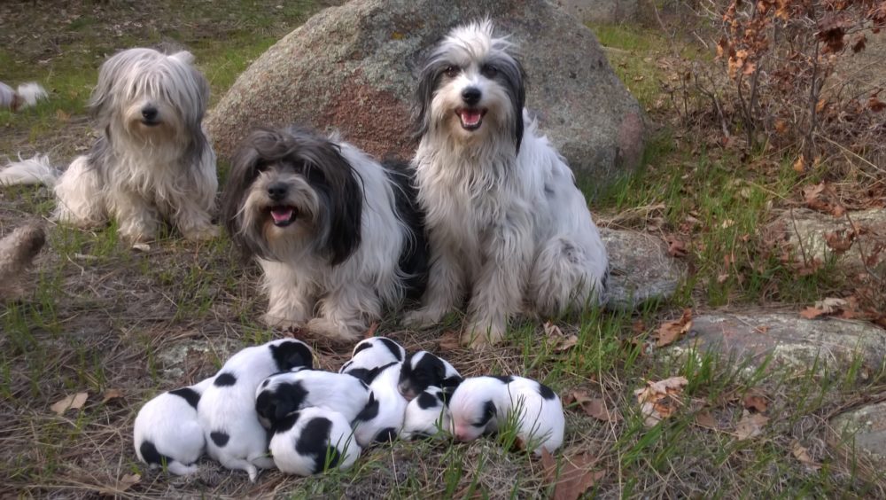 Snow II (right) and Gideon Boon (left) with their nine puppies - summer 2016 - Kaya, the ever faithful aunt, behind them!