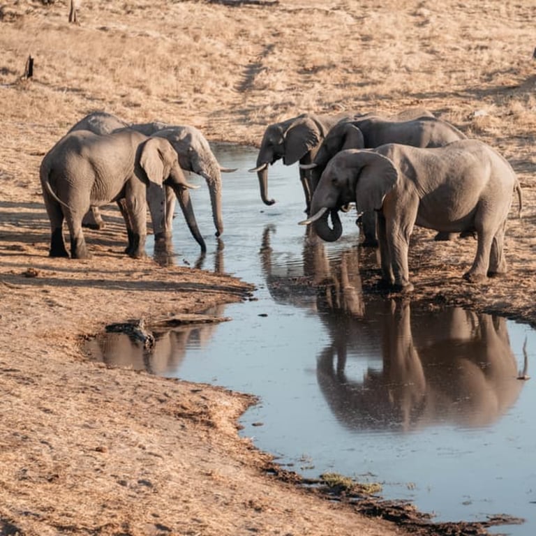 Savute Elephant Lodge, A Belmond Safari, Botswana