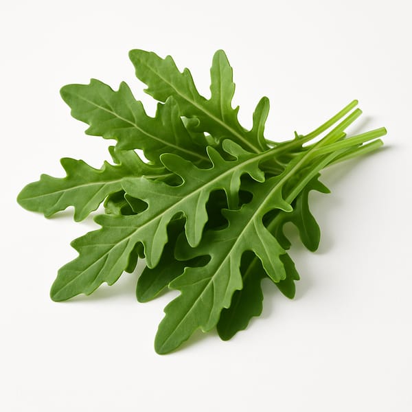 Roquette
