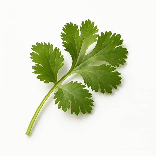 Coriandre