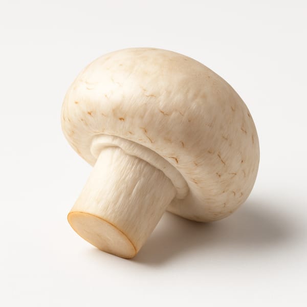 Champignon