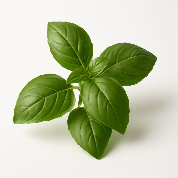 Basilic