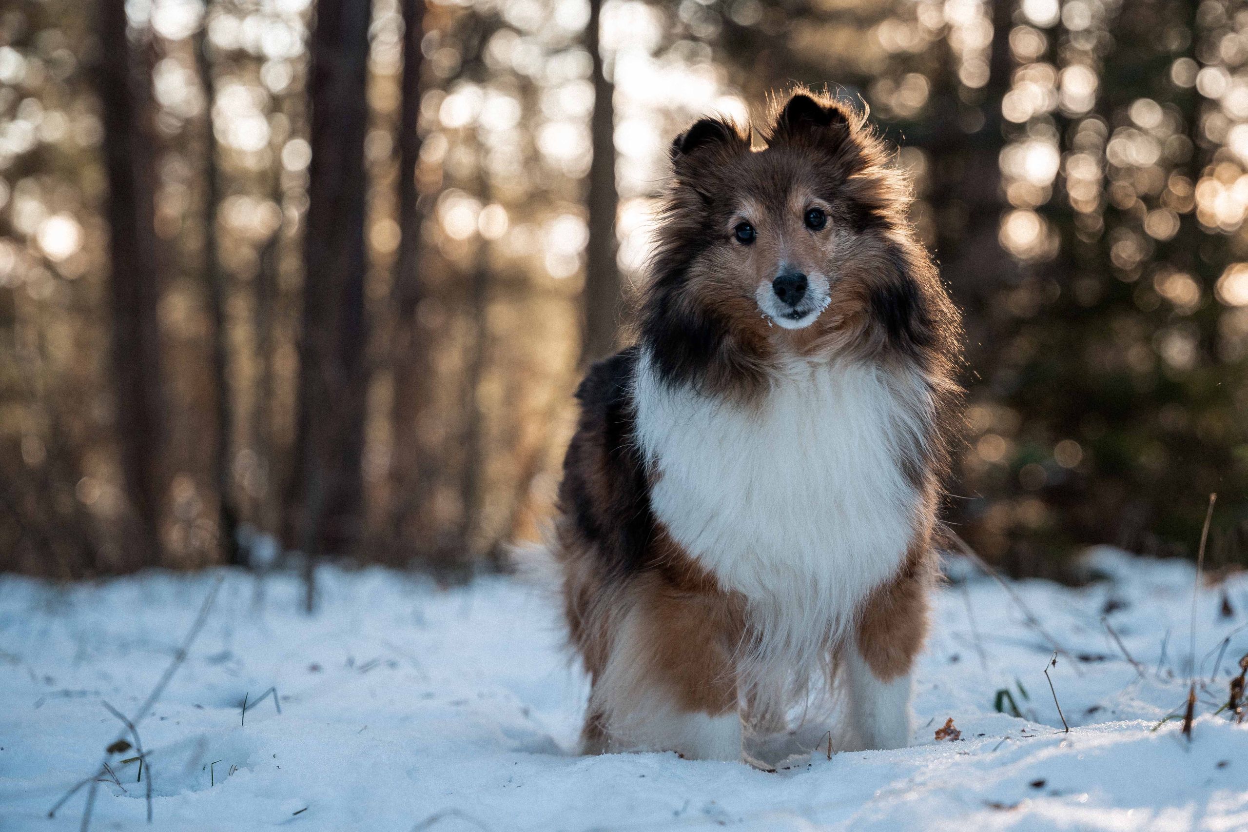 Kjæledyrfotografi