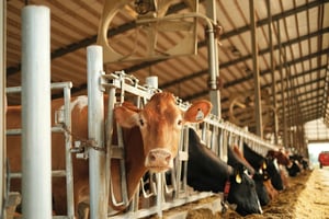 乳牛、牛隻、牧場