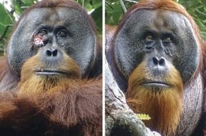 全球首次发现红毛猩猩摘药草治疗伤口