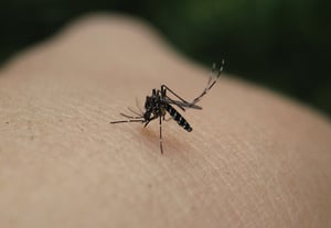 蚊子、蚊虫