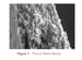 Cytoflex Resorb Barrier thumbnail