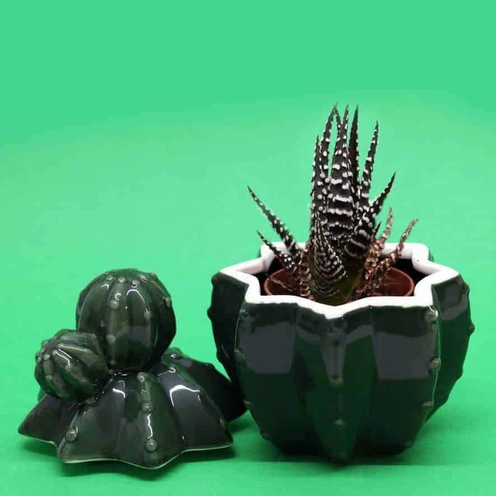 Barattolo in terracotta lucida Cactus linea esotica 4
