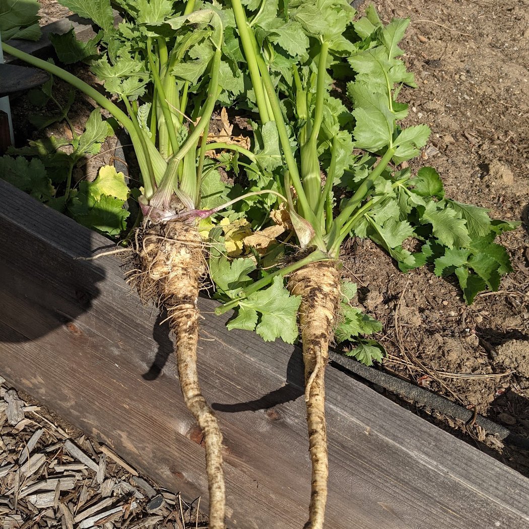 Latham Community Garden 2
