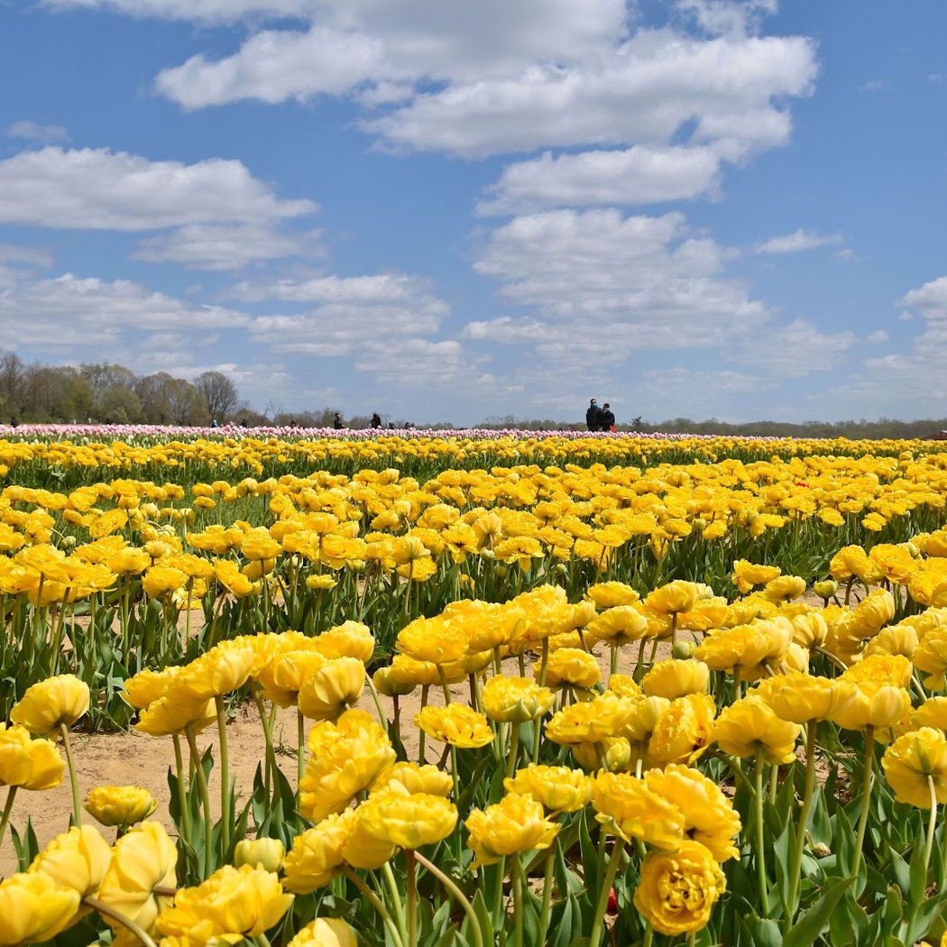Holland Ridge Farms 1
