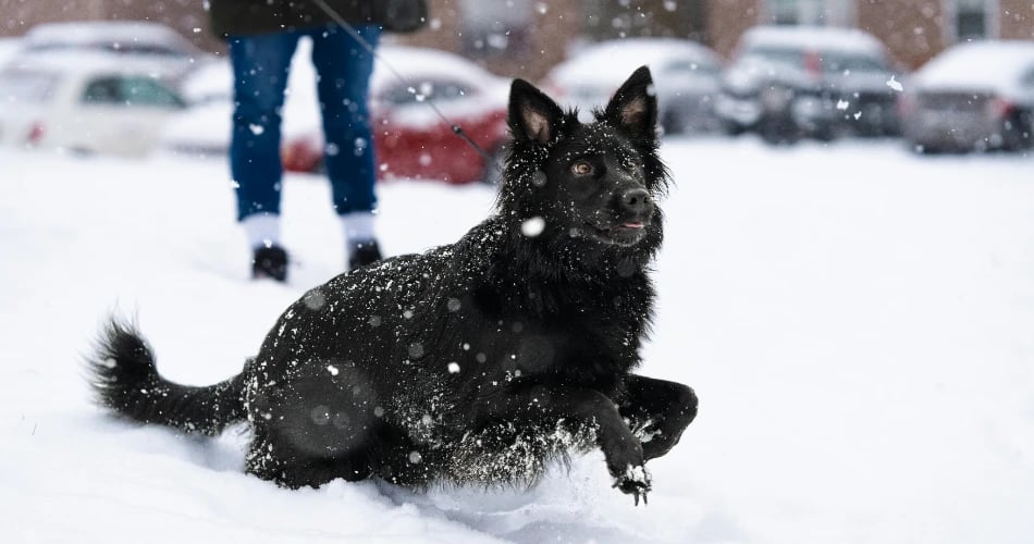 K9 Korral Dog Run 1