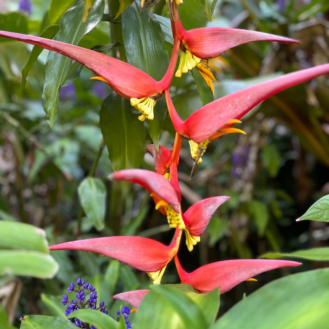 Waimea Valley 2