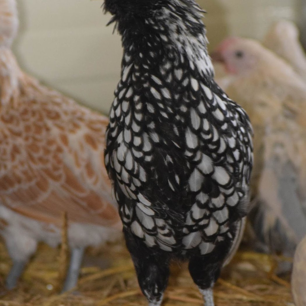 Eleveur de poules de Verdelot 1