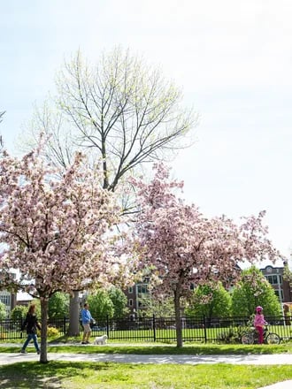Le blossom 1