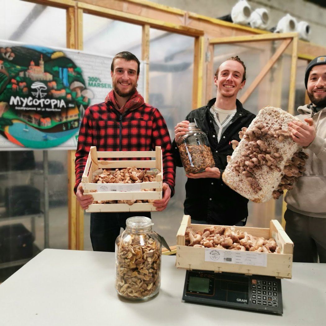 Mycotopia 1