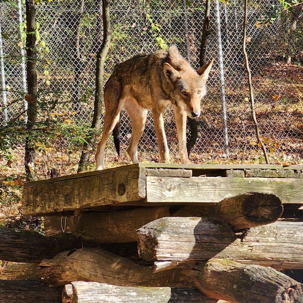 Wolf Conservation Center 3