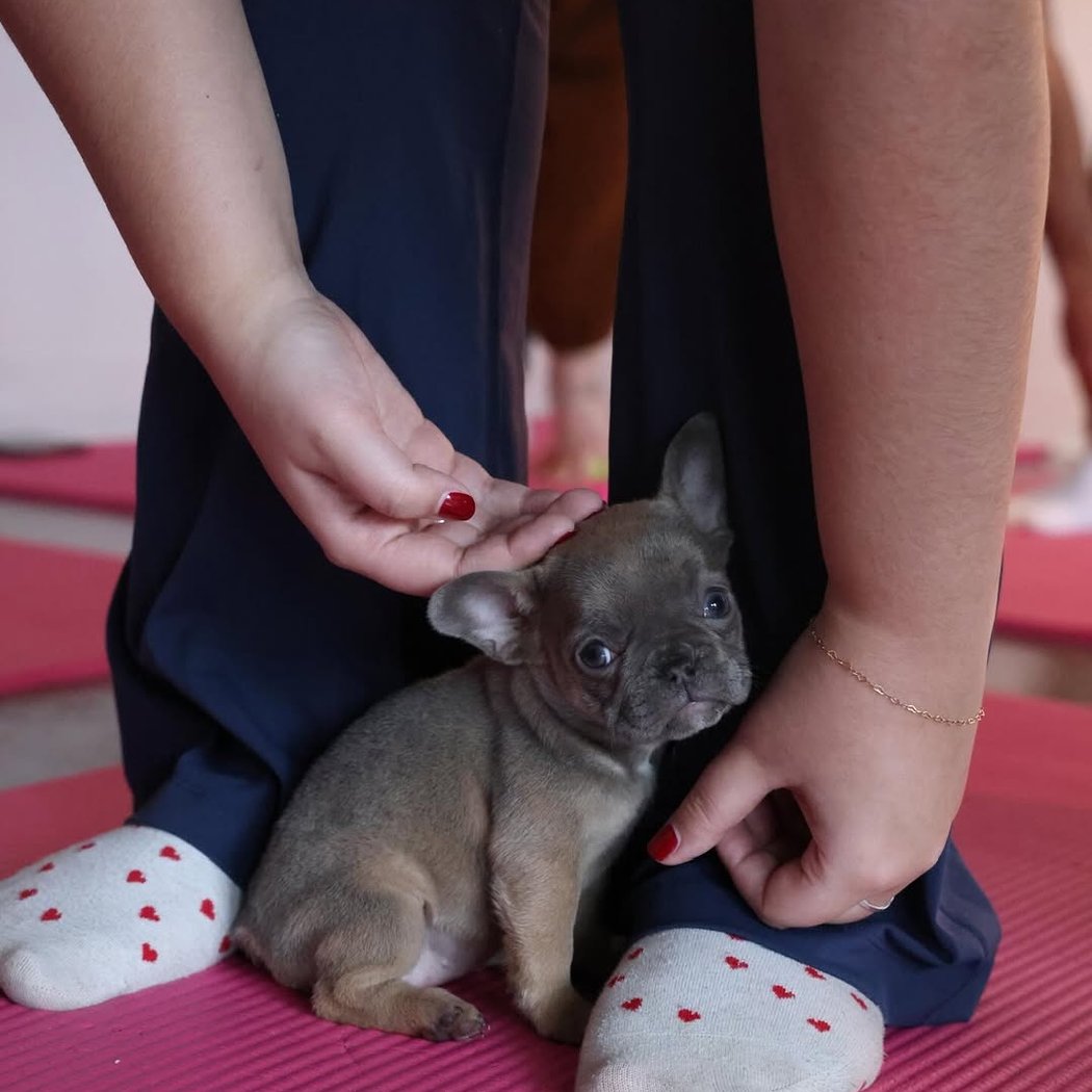 French Bulldog Puppy Yoga 2