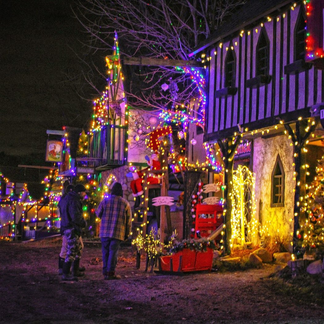 Holly Dazzle 2025 2