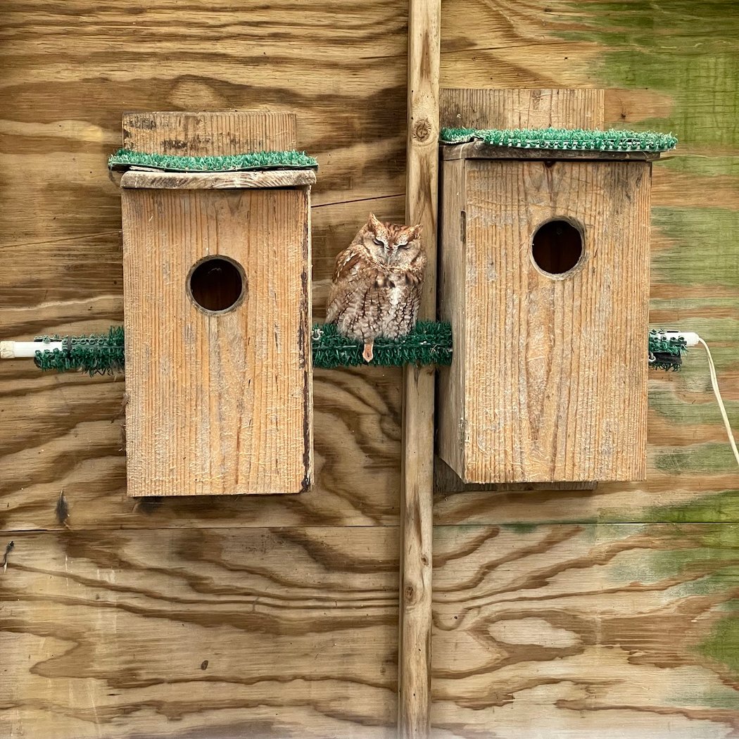 Owl Prowl 1