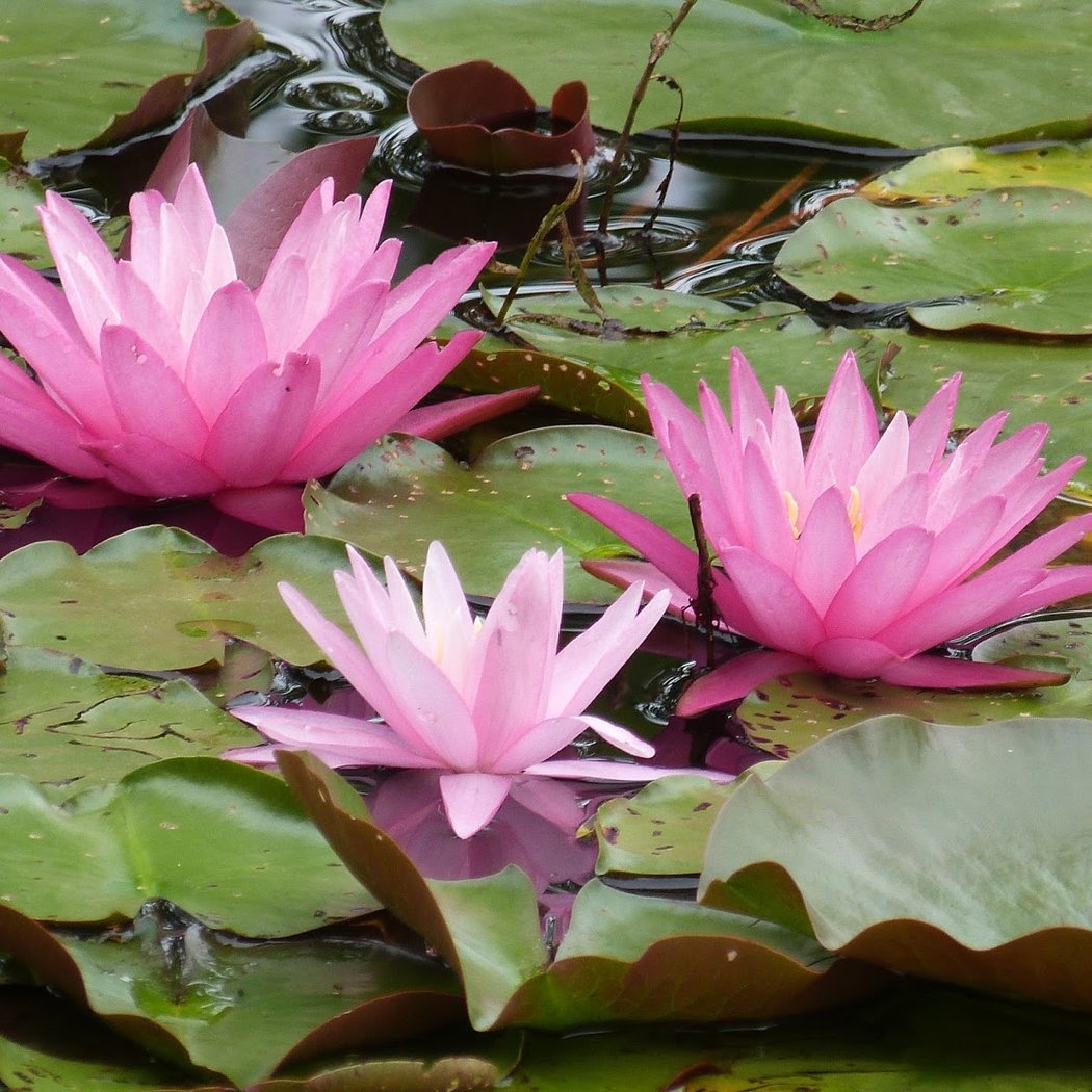Noxious Plants 1