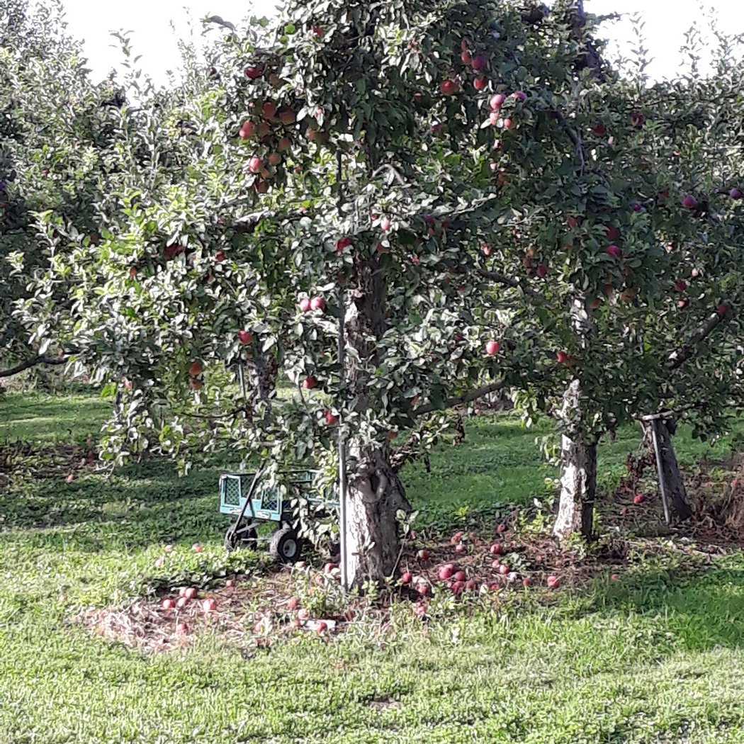 Locust Grove Fruit Farm 2