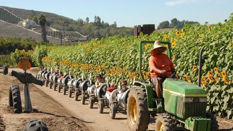 Pumpkin Patch 2