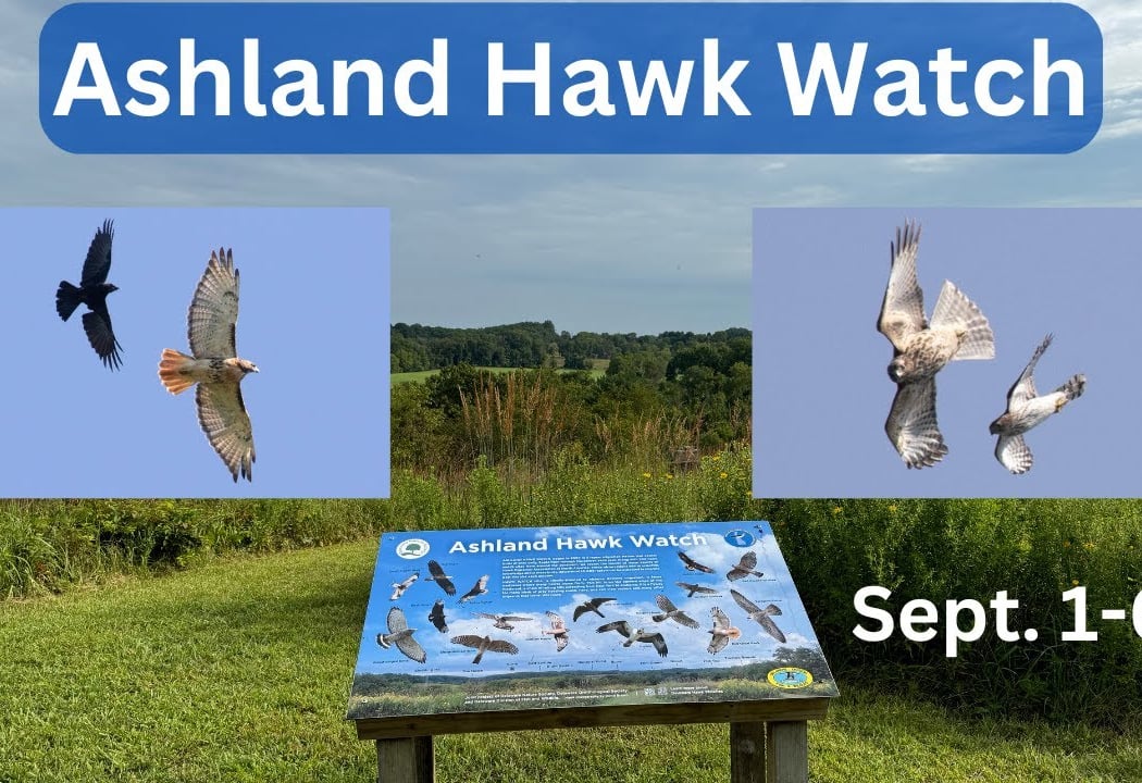 Hawk Watch 1