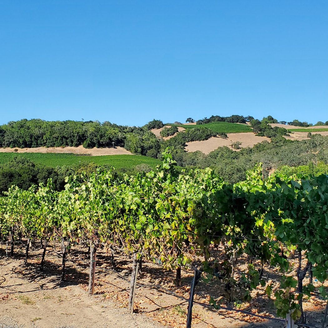 Viszlay Vineyards 3