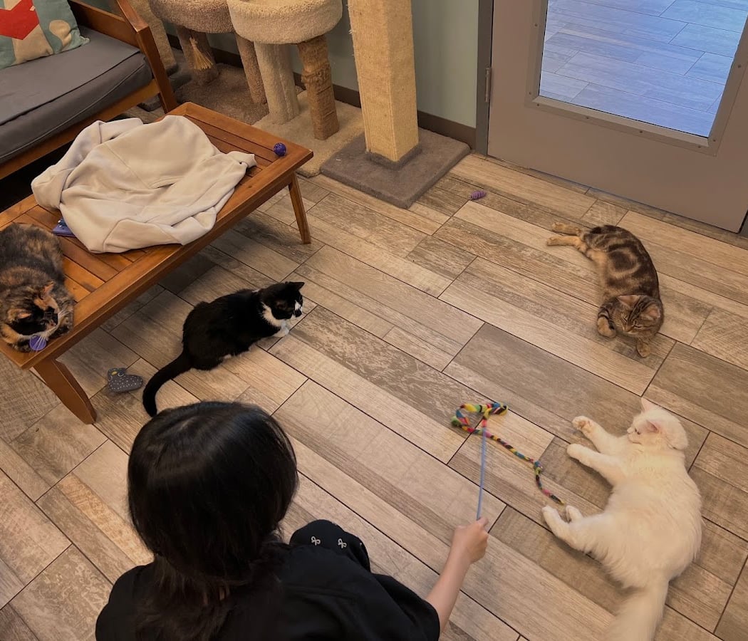 Meows Corner 1