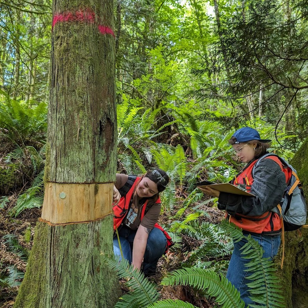 Weed Removal at the Divide Community Forest 2