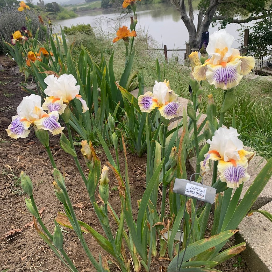 Monterey Bay Iris Society 2