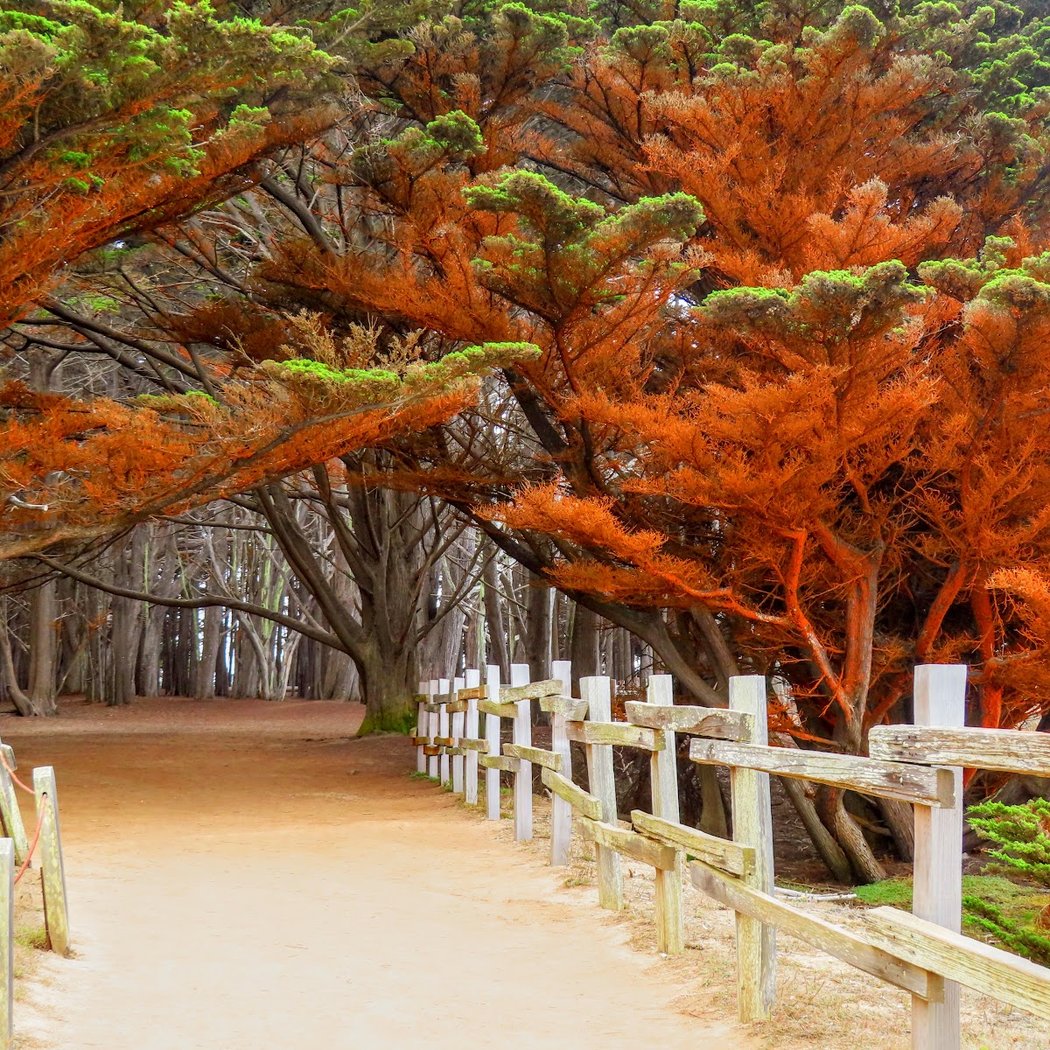 Seal Cove Cypress Tree Tunnel 1