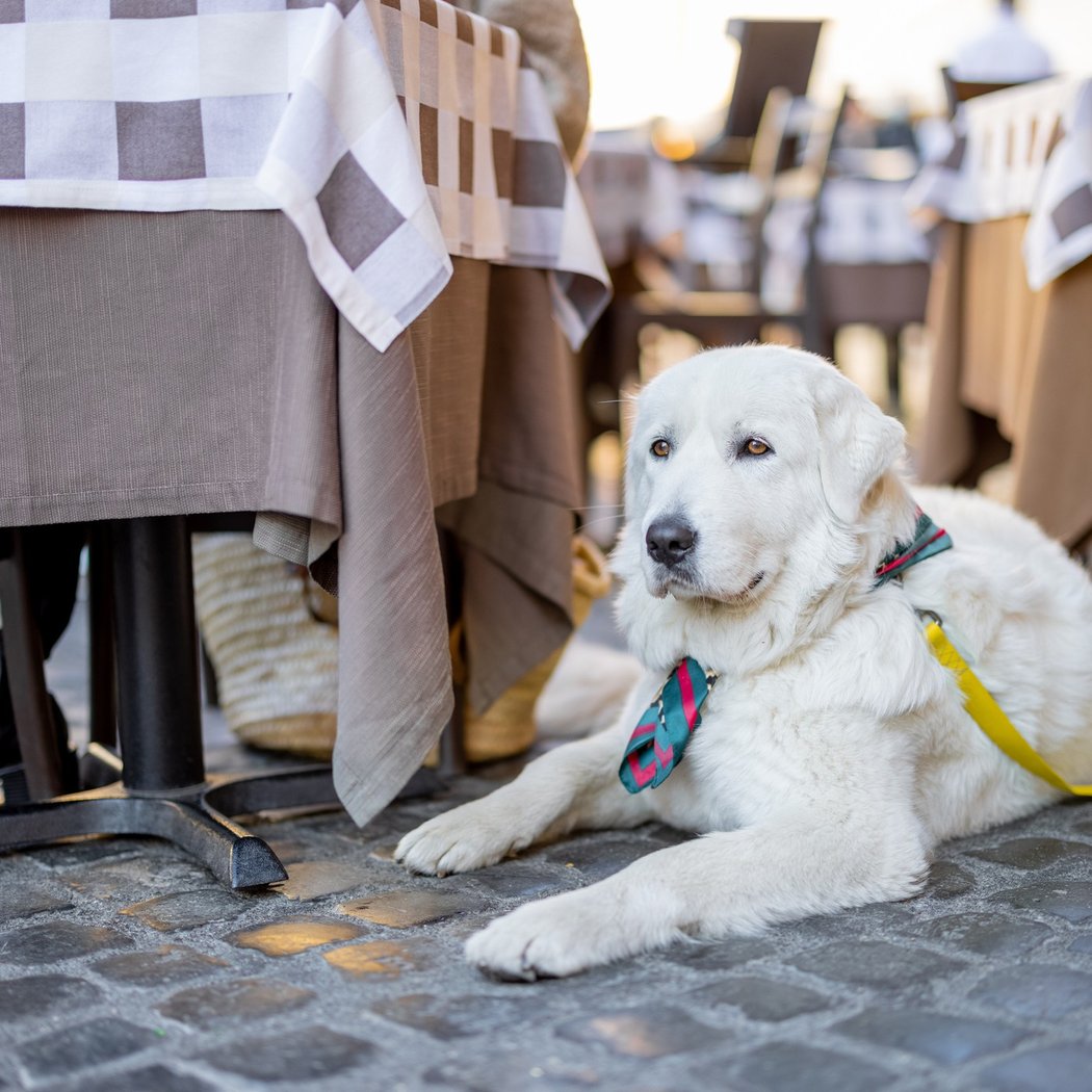 Dog-Friendly Dining & Destinations in NWI 3