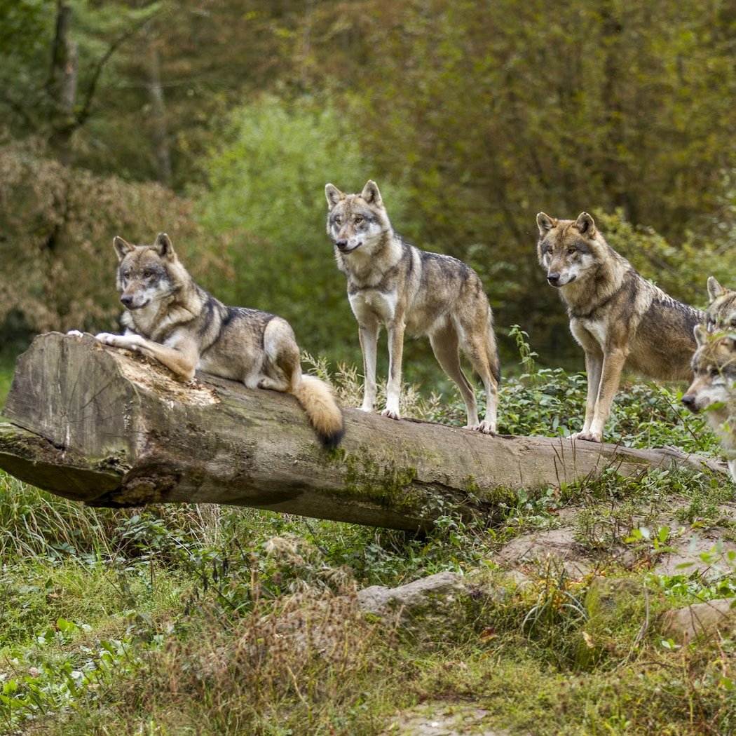Parc animalier de Sainte-Croix 3