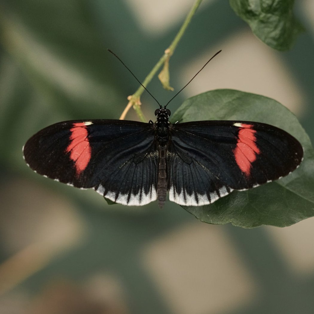 Wings at Work: Pollinators of the Garden of the Gods 3