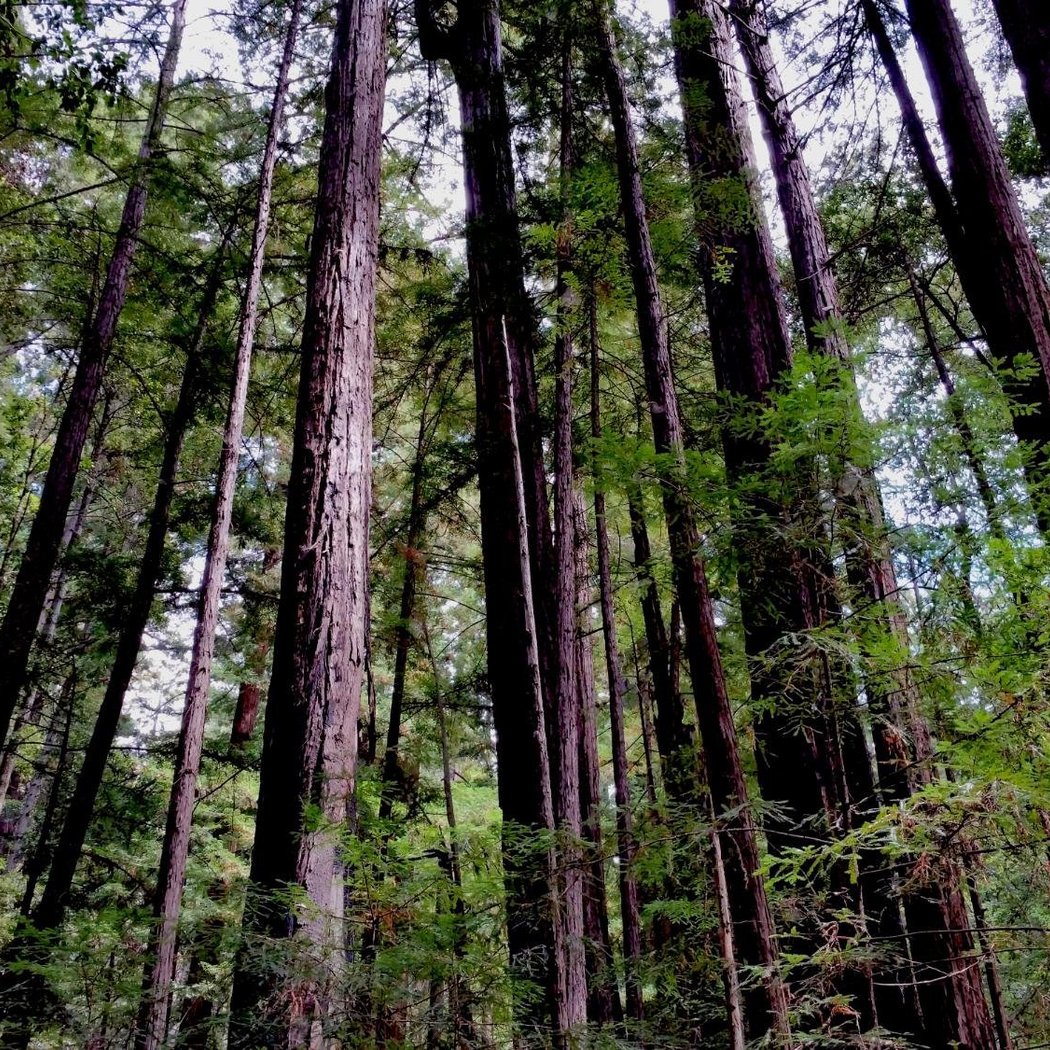 Portola Redwoods State Park 3