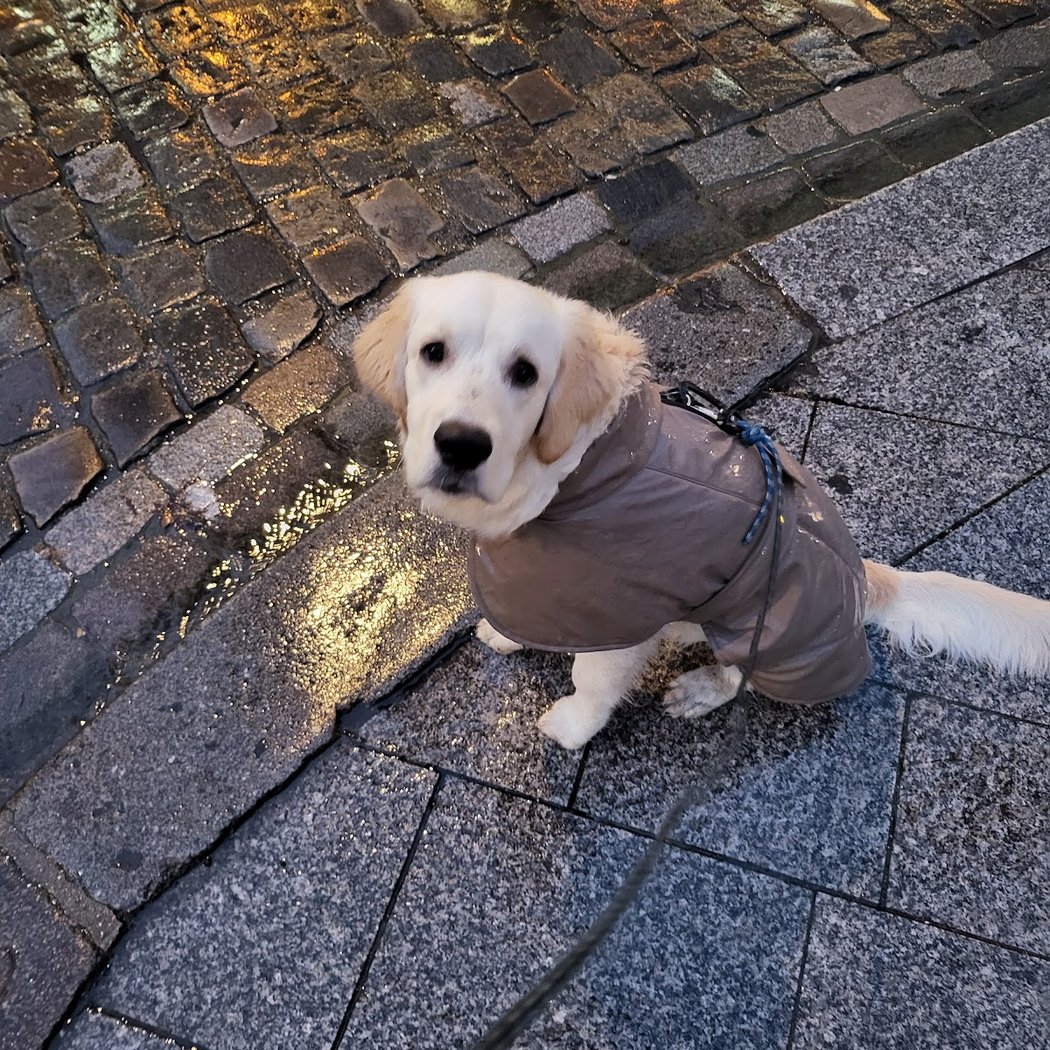 Terre de Chien 3