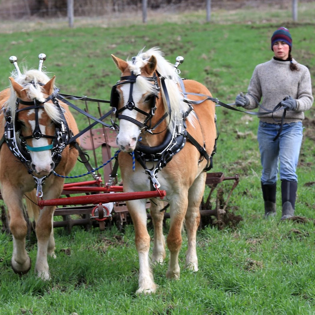 Full Circus Farm 1