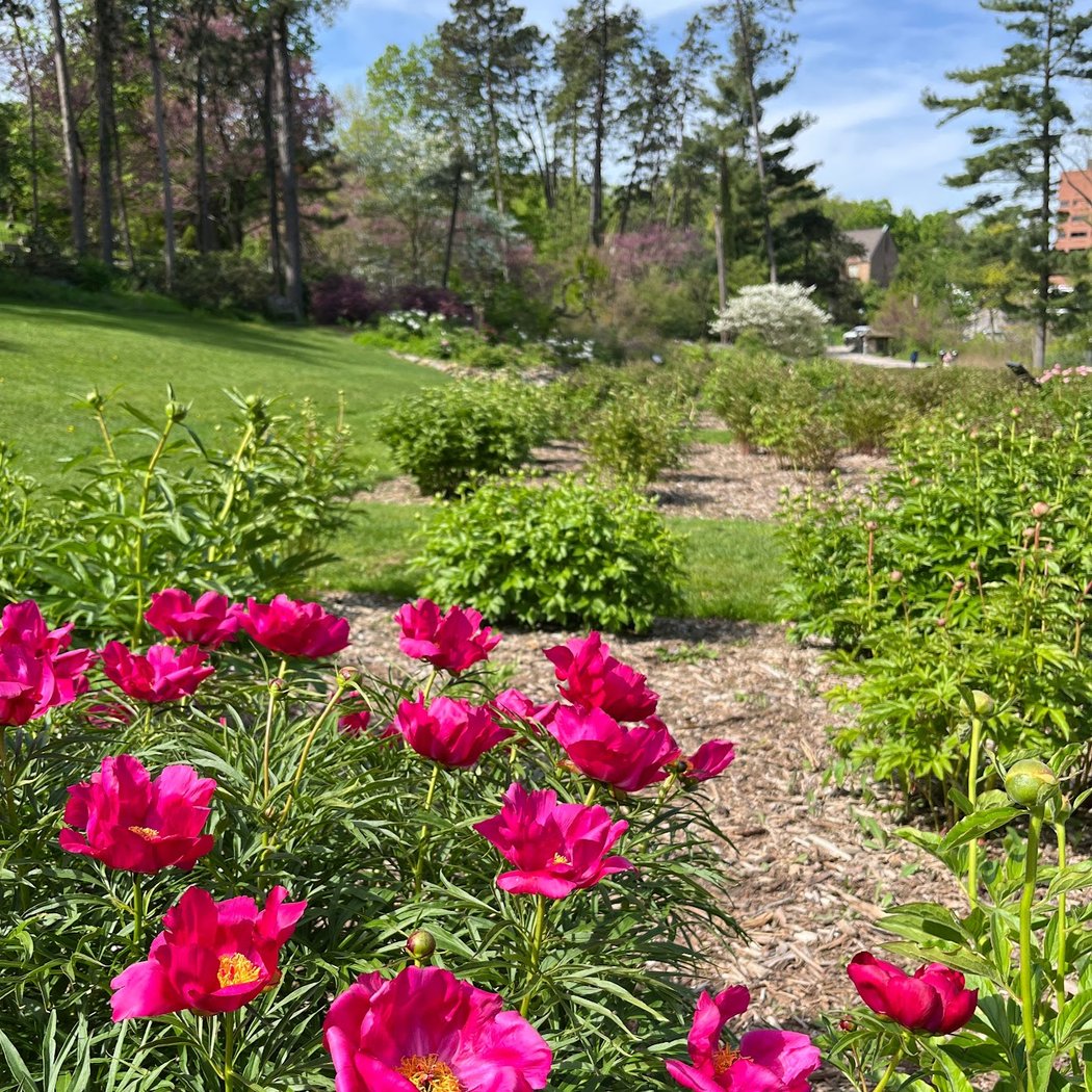 Arboretum Nature Area 1