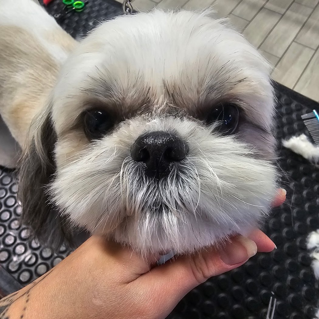 Cab'Hochard (Salon de Toilettage Canin) 3