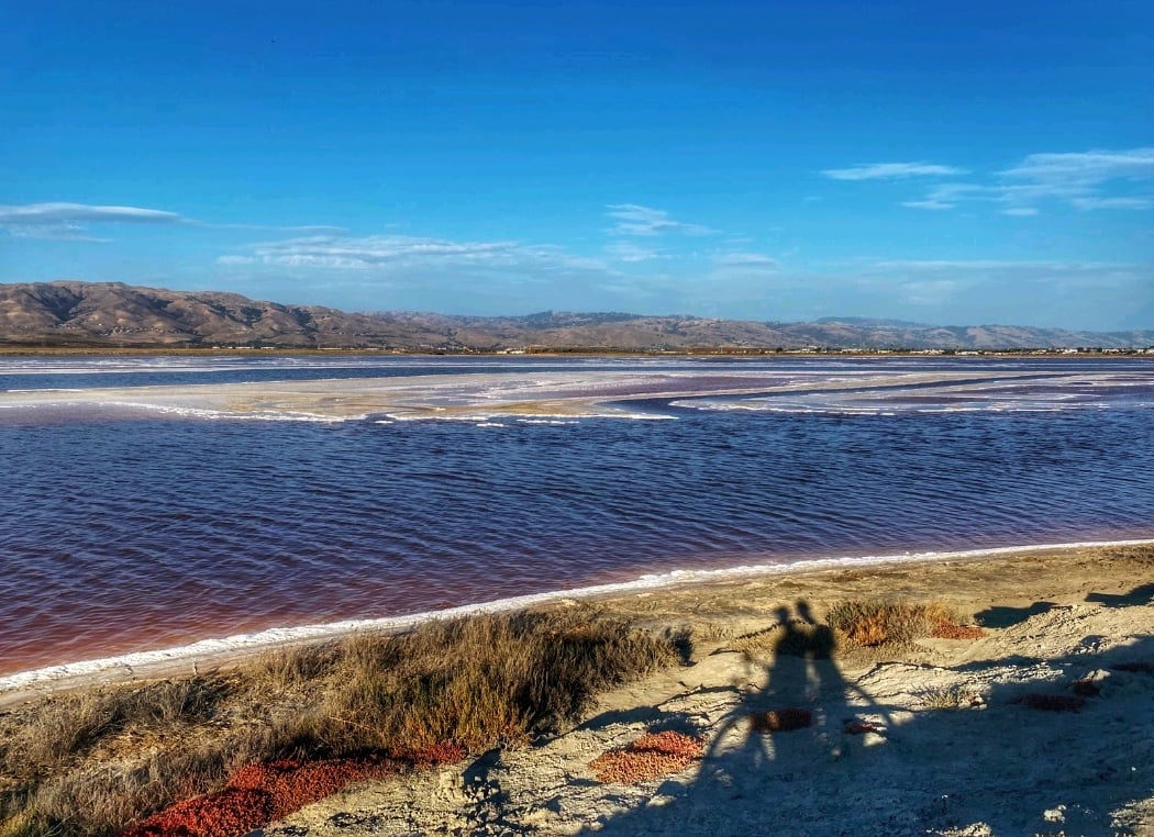 Alviso Slough Trl 1