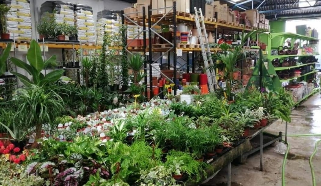 Plantas El Pino-vivero 3