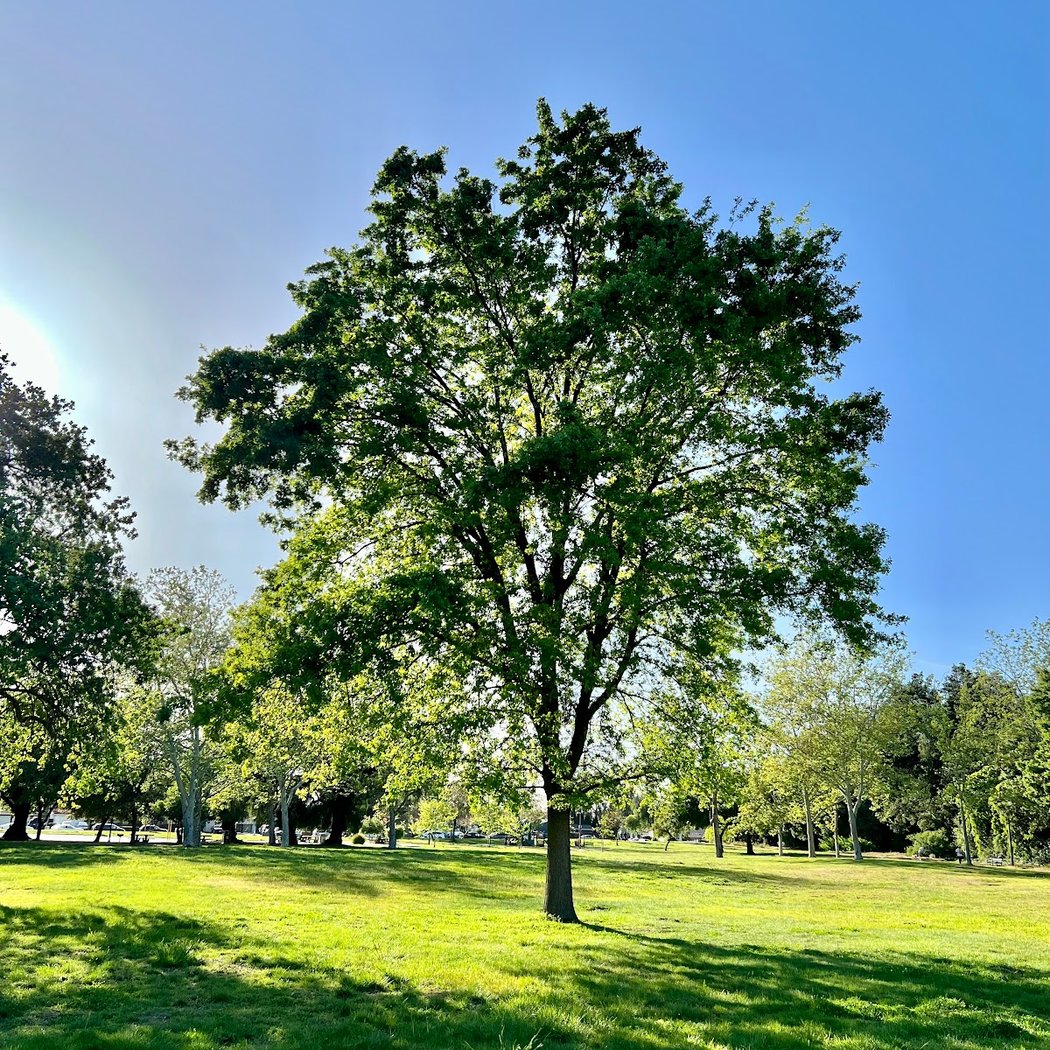 Shady Oaks Park 1