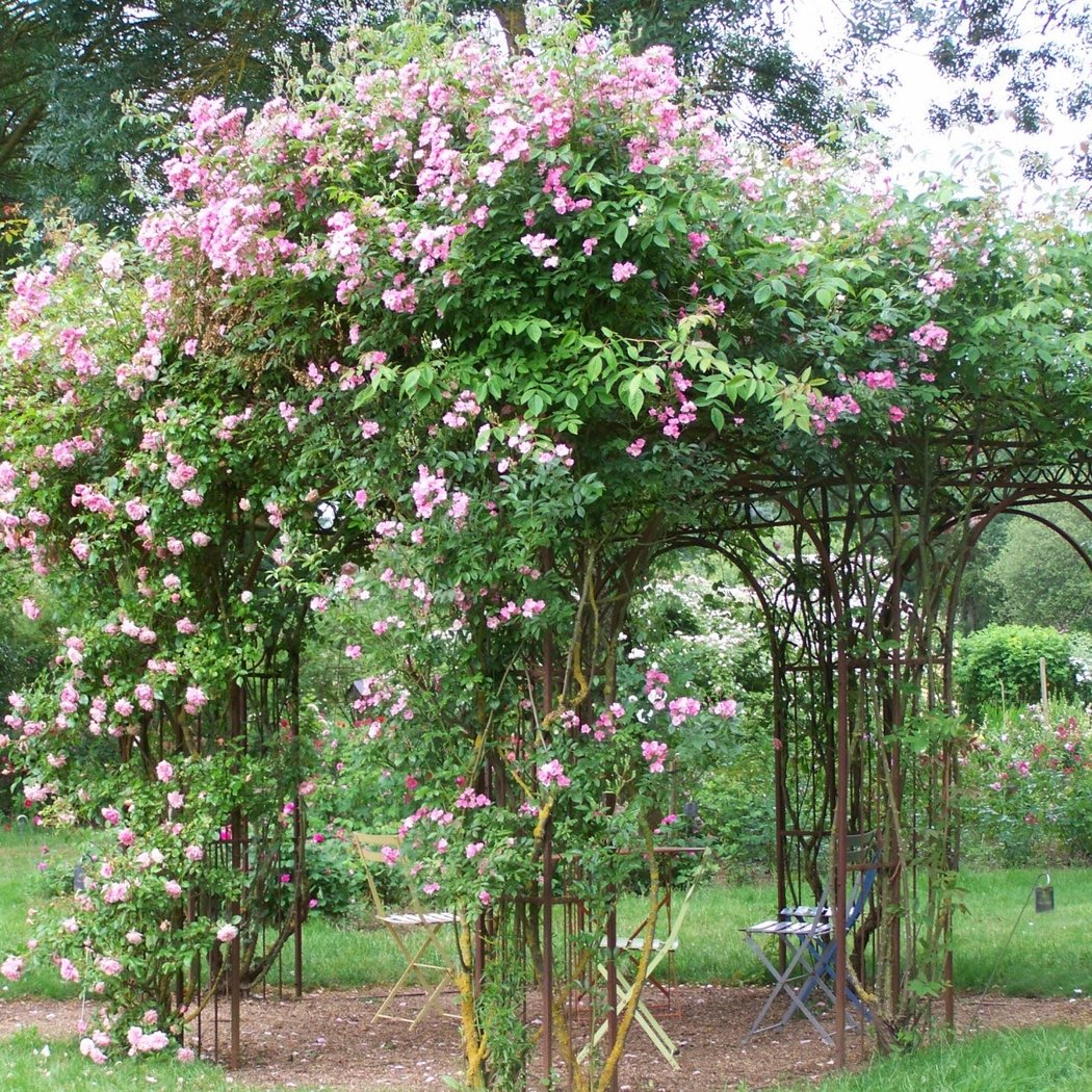 Rose Garden - Roads to Rose 2