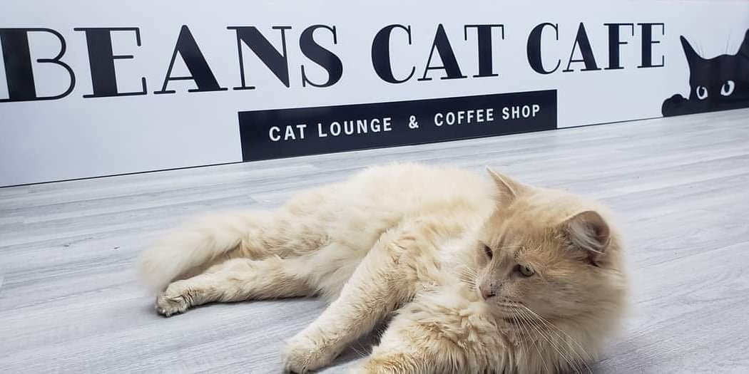 Beans Cat Cafe 3