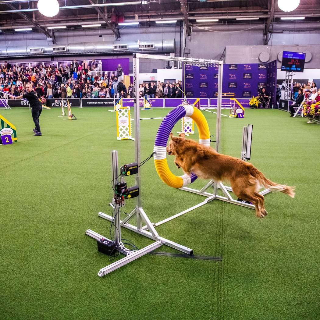 Ready Go Dog Show 1