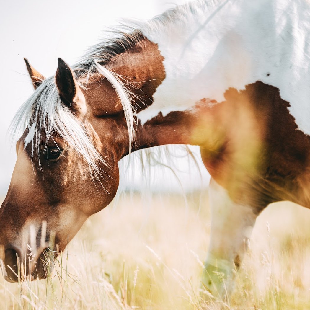 Des sabots dans la forêt - Balades à cheval à Fontainebleau 2